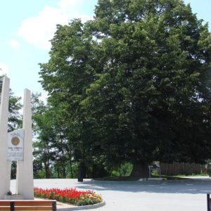 teiul lui eminescu